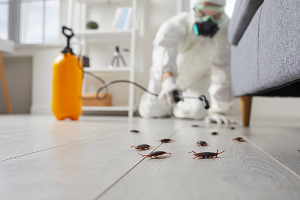 Post-Treatment Bed Bug Interceptor Monitoring in Jacinto City